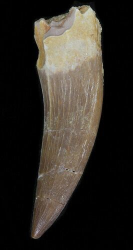 Fossil Plesiosaur Tooth - Morocco #39823